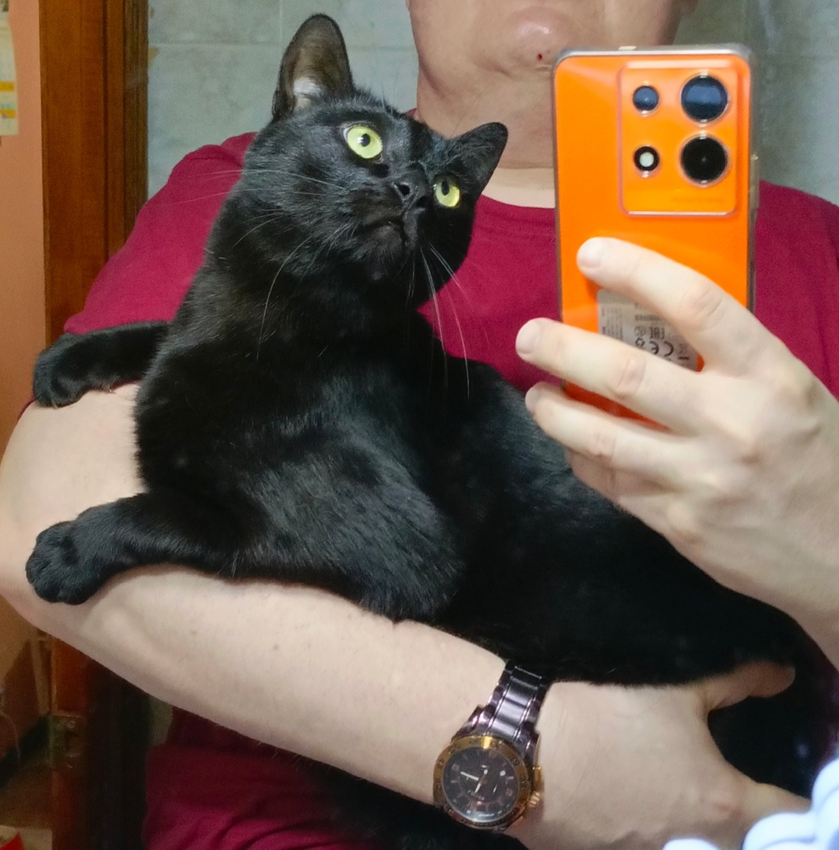 Кот Салем комментирует сказку.