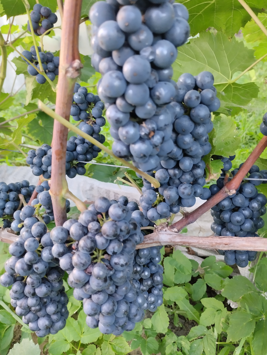 Леон Мийо сахар до 26℅ просится сам в дробилку