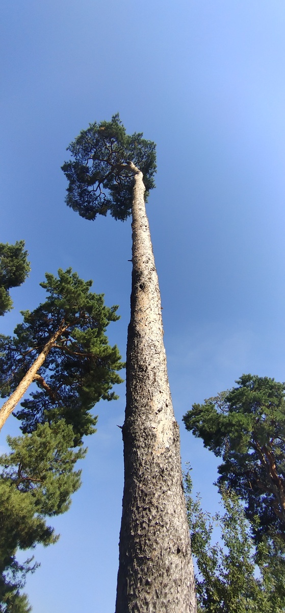 Личное фото