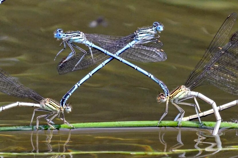 Из открытых источников.