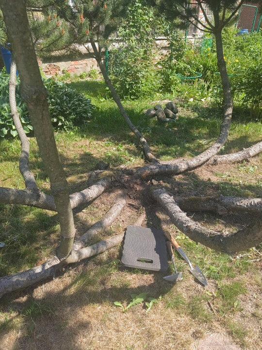 Расчистка места для бущего проекта.