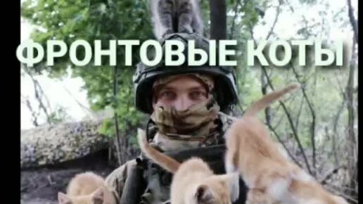 Наши🇷🇺🇷🇺🇷🇺 боевые Коты 😺💪❤️