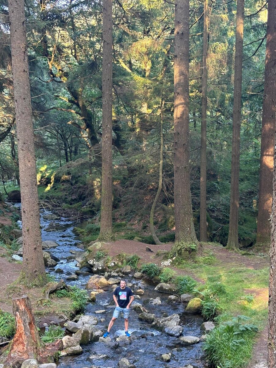 Сосны-великаны!!!