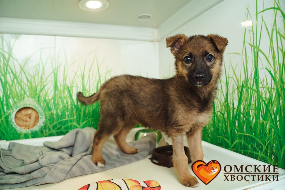 Тапи после лечения в ветеринарном госпитале "Омских хвостиков"