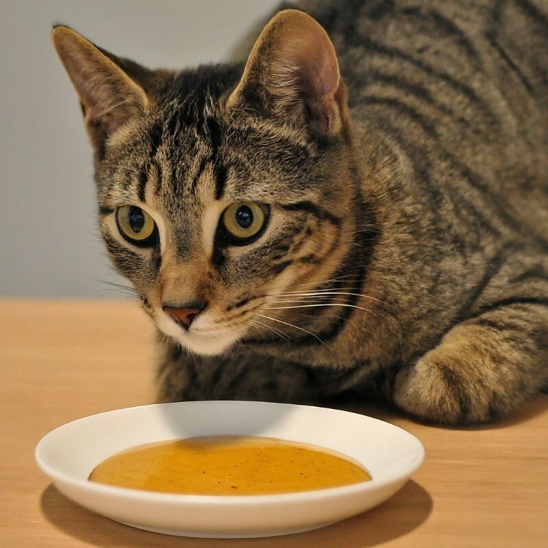 Можно ли кошкам мёд