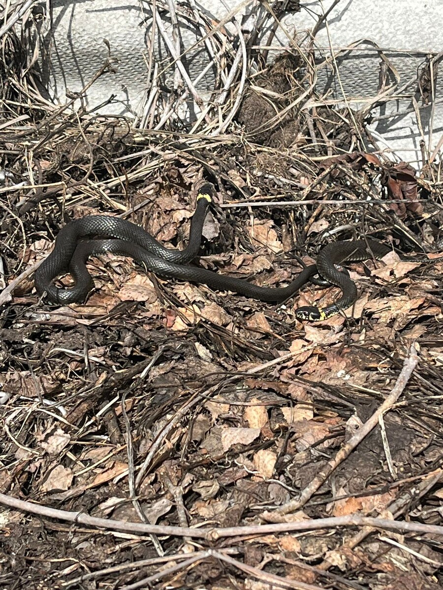 Обычно их 5-6 бывает