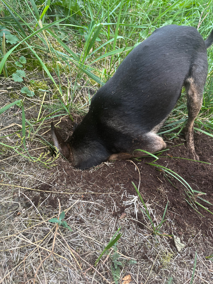 из меленькой норы он вырыл яму 🤦‍♀️и засунул голову