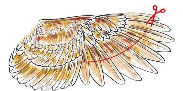 Схема обрезки крыла курицы