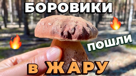 НЕВЕРОЯТНОЕ НАШЕСТВИЕ БОРОВИКОВ В ЖАРУ! ГРИБЫ ПРУТ В ЗАСУХУ И ЗНОЙ!АНОМАЛИЯ! Грибы 2024