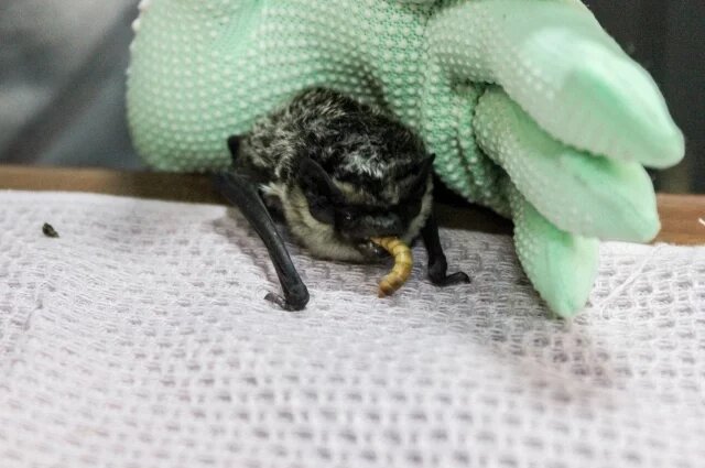    Что делать, если в квартиру залетела летучая мышь?