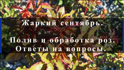 Жаркий сентябрь. Полив и обработка роз. Ответы на вопросы.