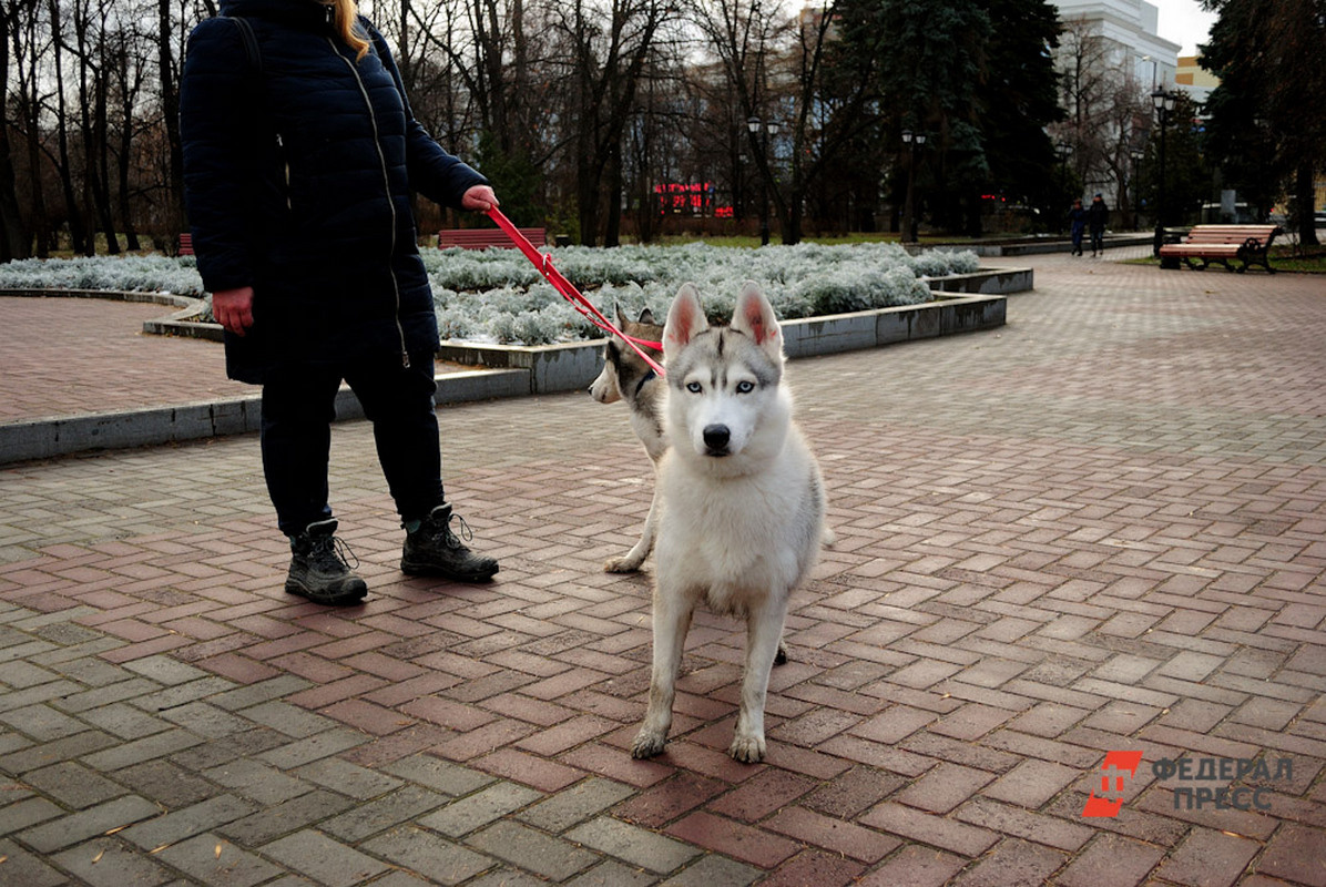 Собаки сбежали из городского парка.  Фото: Фото: ФедералПресс / Елена Ельцова