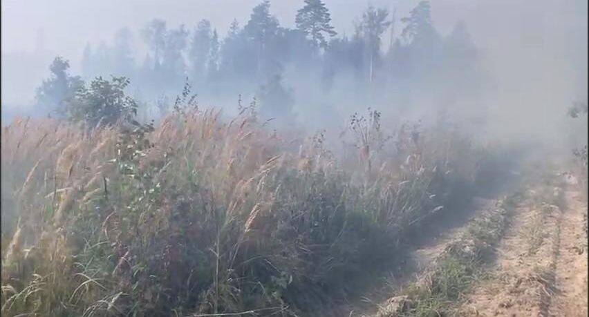    Комитет лесного хозяйства хозяйства Московской области