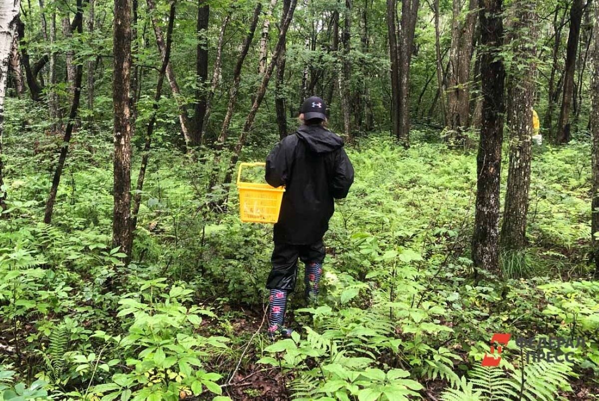 Глава депздрава Югры собрал две большие корзины белых грибов.  Фото: ФедералПресс / Анастасия Полетаева