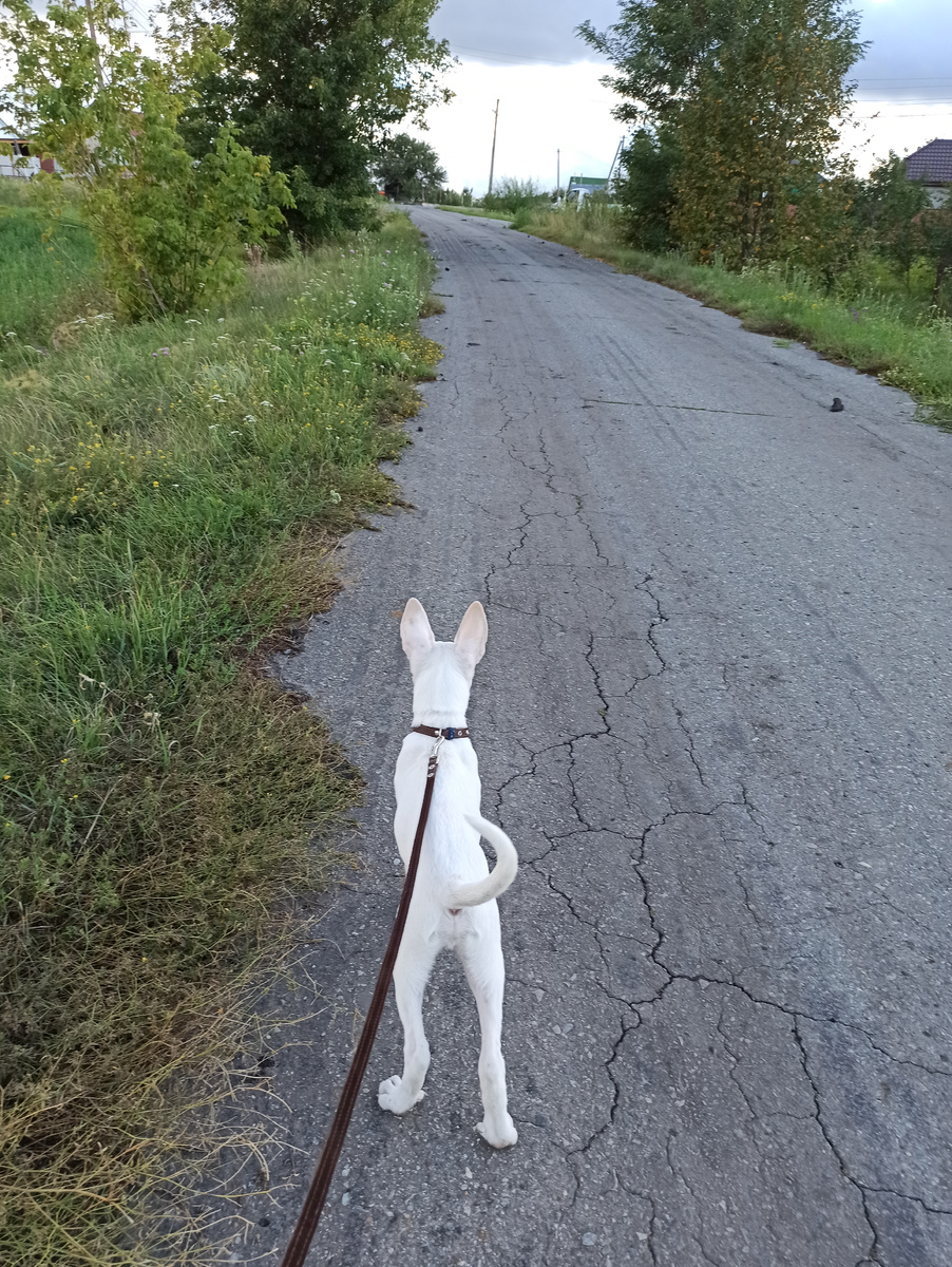 С Айсом на прогулке. 