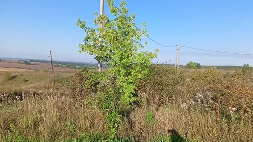 Арбузы в Нижегородской области