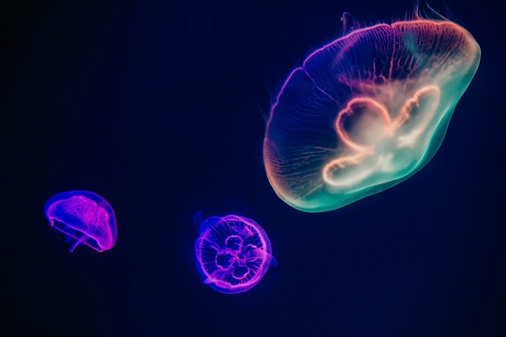 Фото: unsplash.com