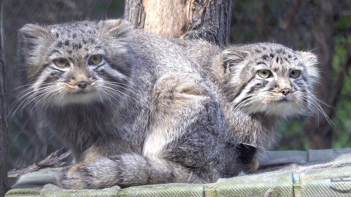     Автор: Сергей Ильтяков