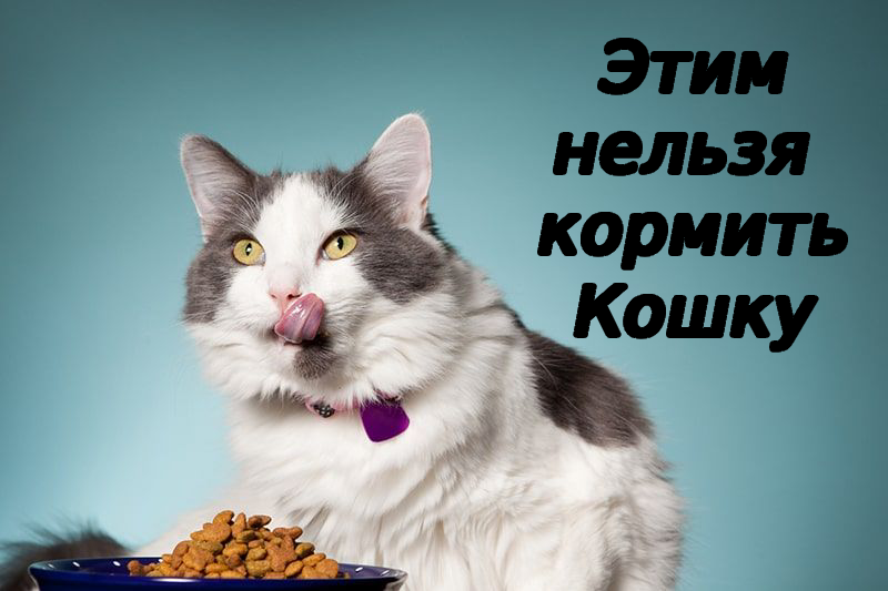 чем нельзя кормить кошек