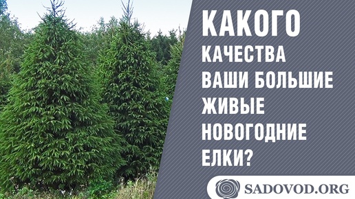 Какого качества ваши большие живые новогодние елки