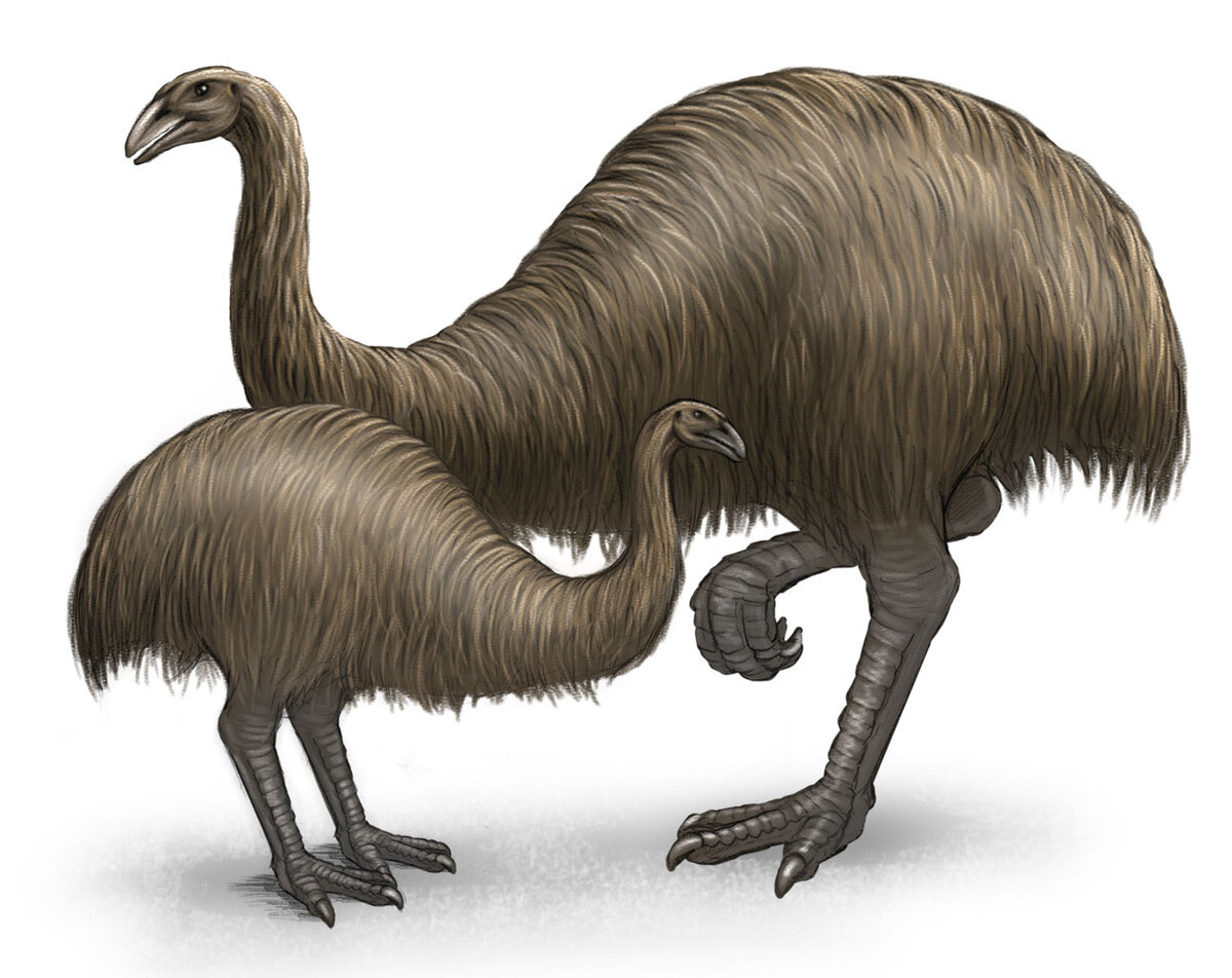 Новозеландские МОА - вымершая птица.