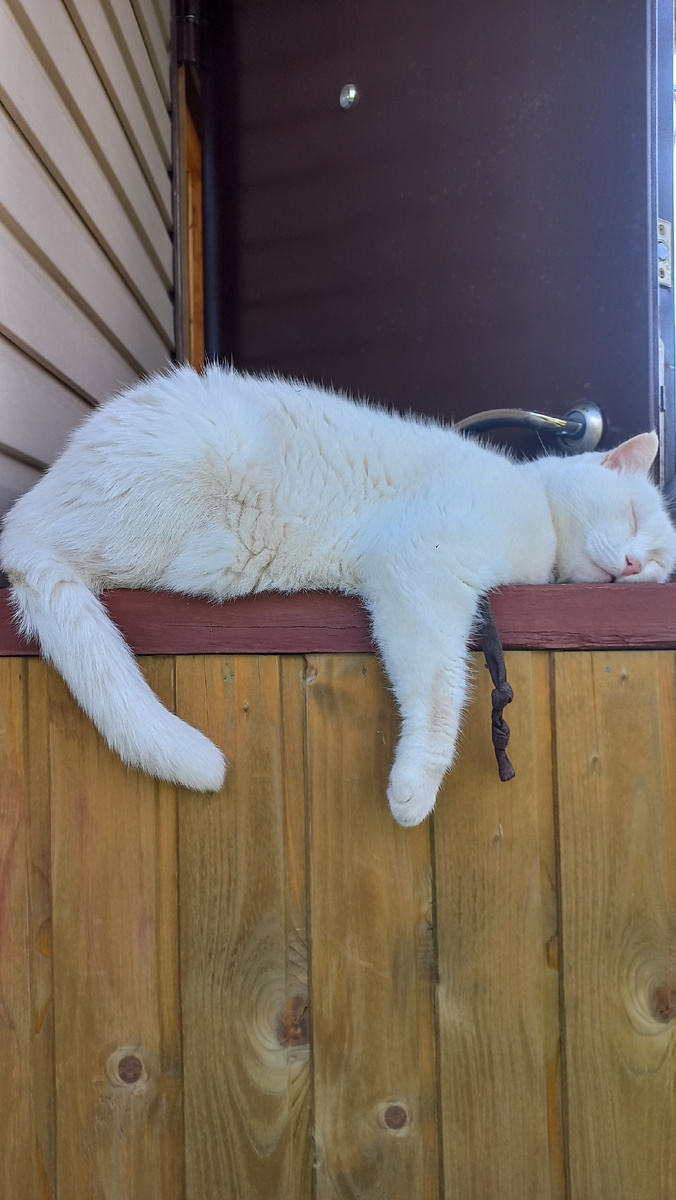 Дневной сон на свежем воздухе