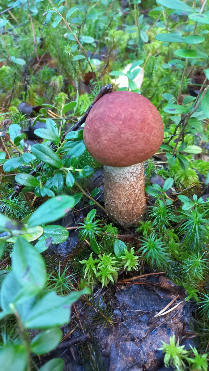 Красавчик Подосиновик