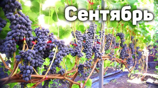 План работ на винограднике в сентябре 2024 🍇