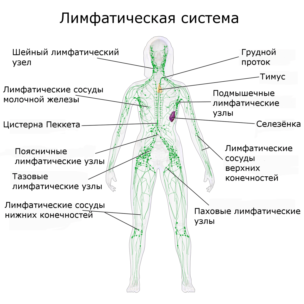 Схема лимфатической системы человека