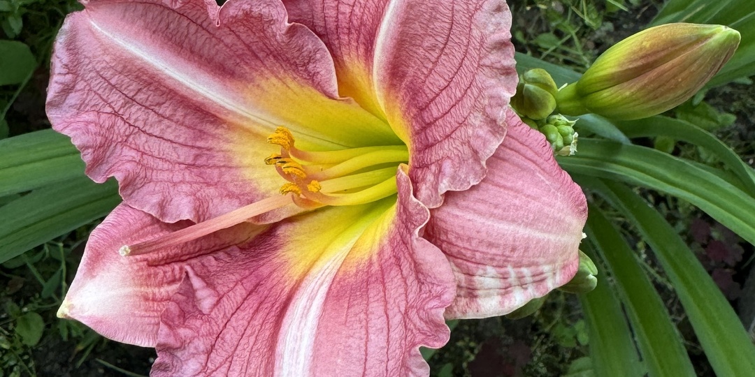 Лилии и лилейники: различия и правила ухода, не зная которые вы погубите эти прекрасные растения.