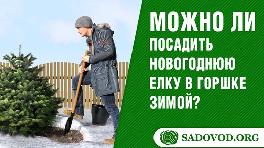 Можно ли посадить новогоднюю елку в горшке зимой