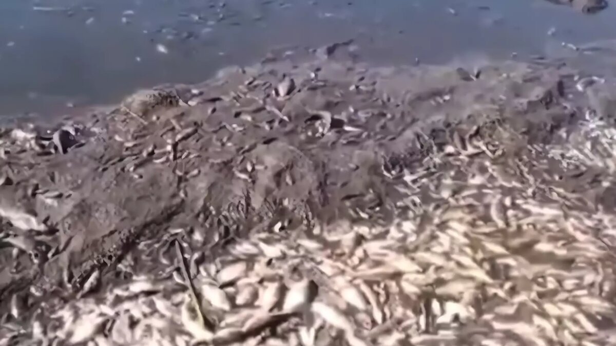     Источник: Соцсети