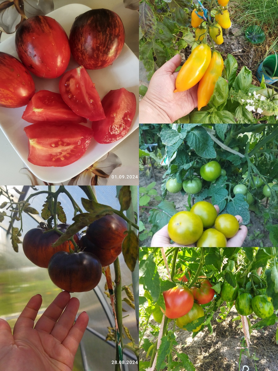 Коллаж для обложки 