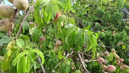 Жизнь на Кубани 🍇🐔🏡 Повидло под ногами😍 Киви вроде есть а вроде и нет😎 Поставили домашнее вино из винограда