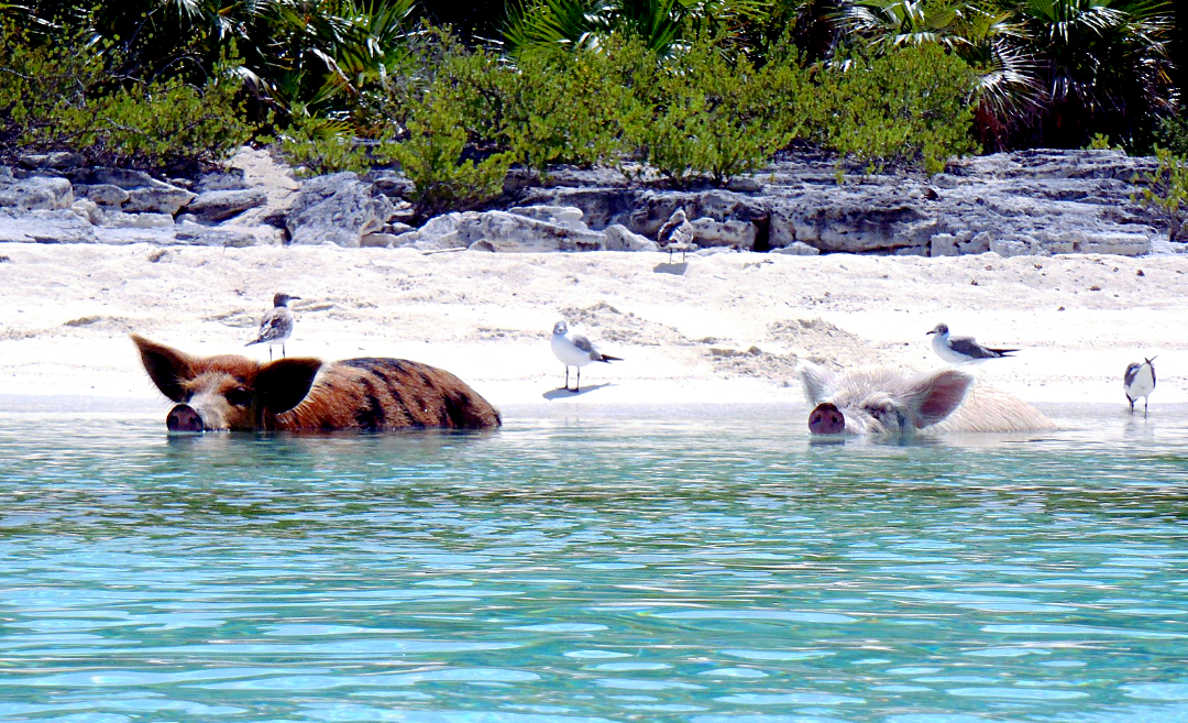 Источник фото: ru.m.wikipedia.org