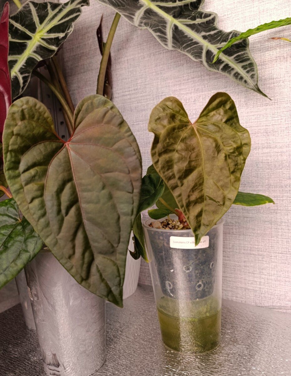 Антуриум с фитильным поливом