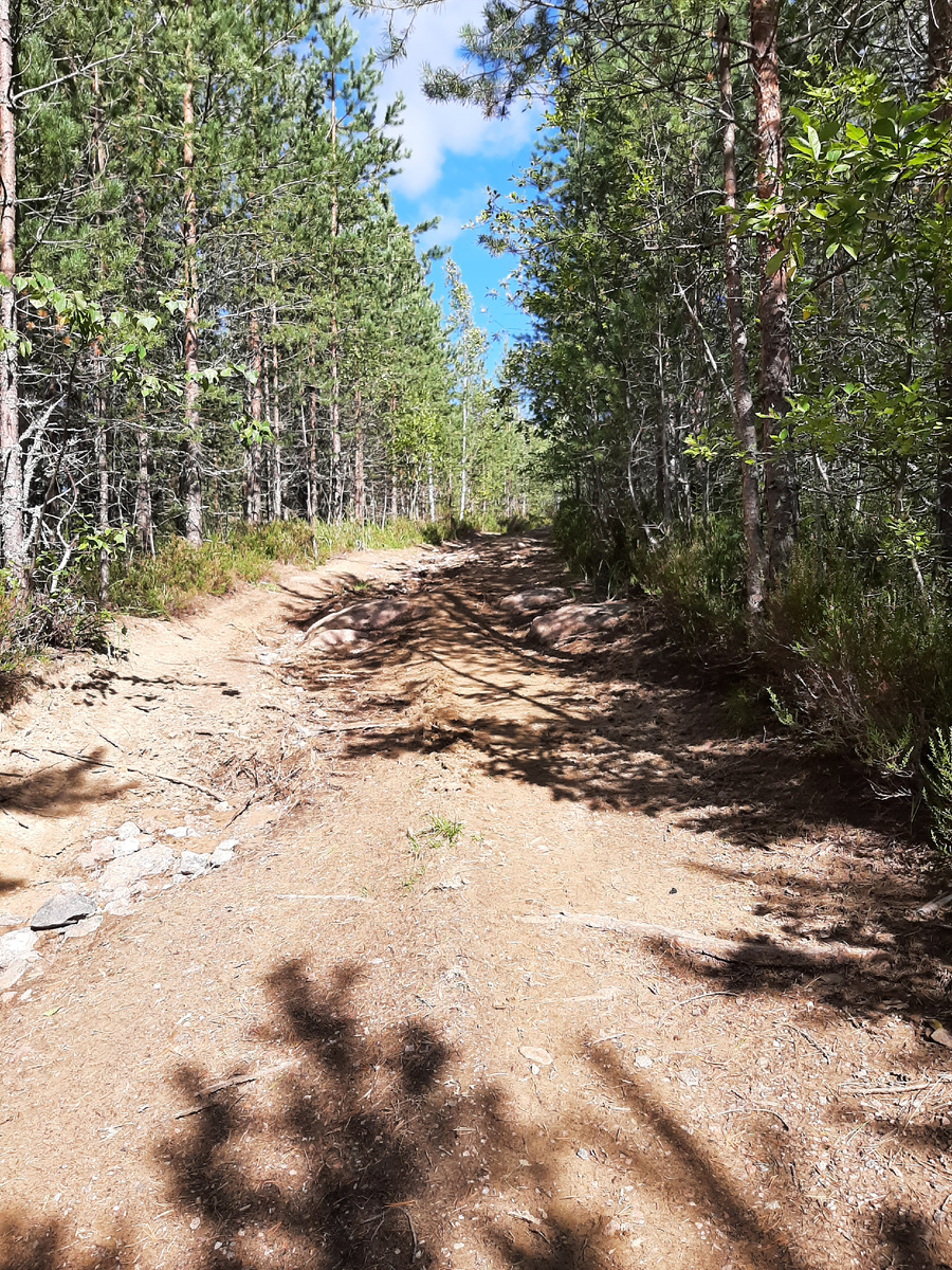 Корни деревьев, размытая от дождей дорога.