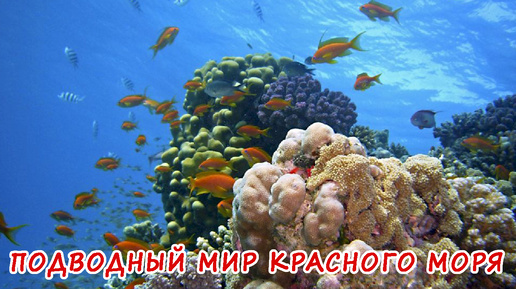 ПОДВОДНЫЙ МИР КРАСНОГО МОРЯ.КАТАНИЕ НА БАНАНЕ.ЕГИПЕТ АВГУСТ 2024