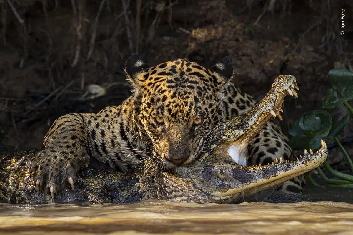“Deadly Bite” © Ian Ford, Wildlife Photographer of the Year. Highly Commended, Behavior: Mammals