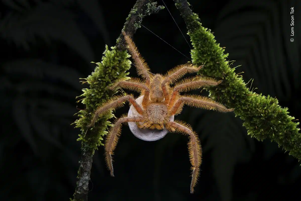 “Ziggy Spider” © Lam Soon Tak, Wildlife Photographer of the Year. Highly Commended, Behaviour: Invertebrates