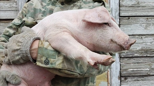 Вес поросят в месяц и 10 дней! Взвесили, покажем результат 🐖🐖🐖