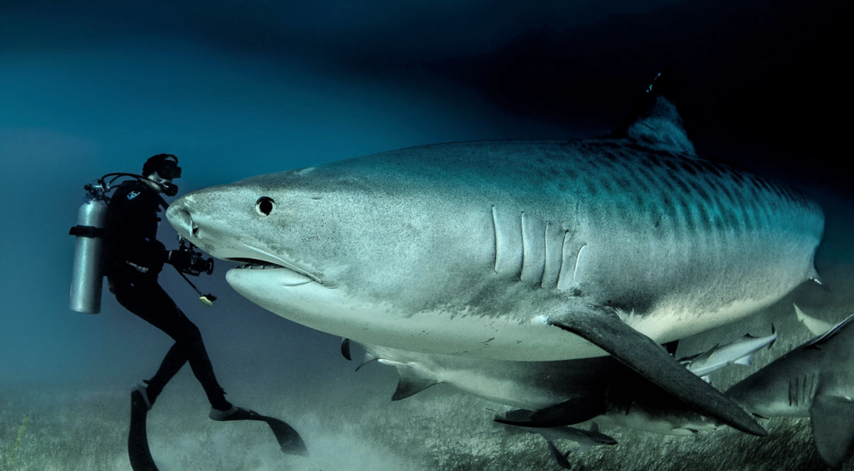 Тигровая акула