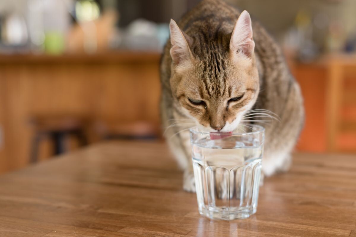 Кот пьёт воду из стакана 