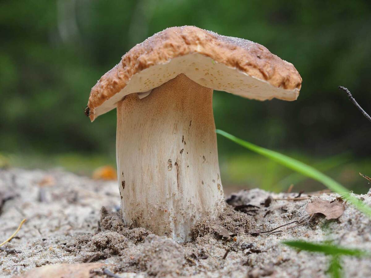 "Засыхаем, но не сдаёмся!" (фото пользователя Valerius_BBQ)