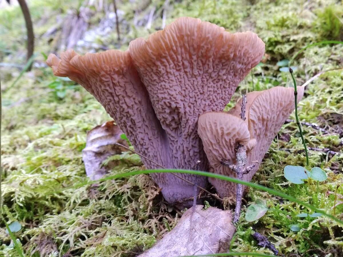 Чудо из Башкирской Тайги (фото Екатерины Калашниковой)