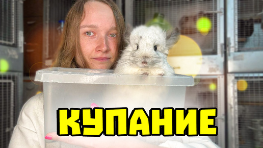 Купание шиншилл | Песок для шиншиллы