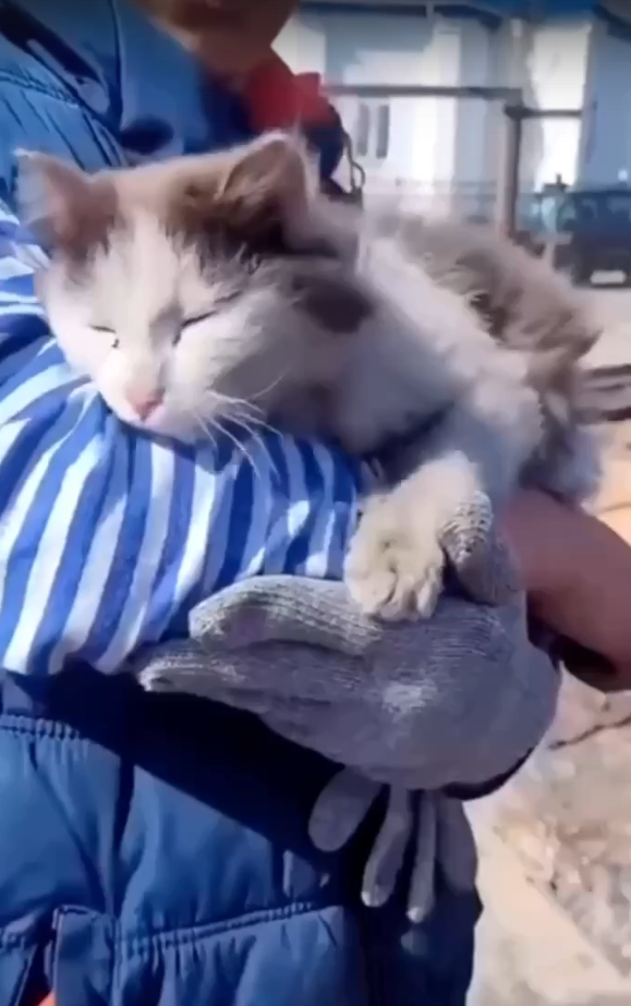 Вот она спасённая кошечка!