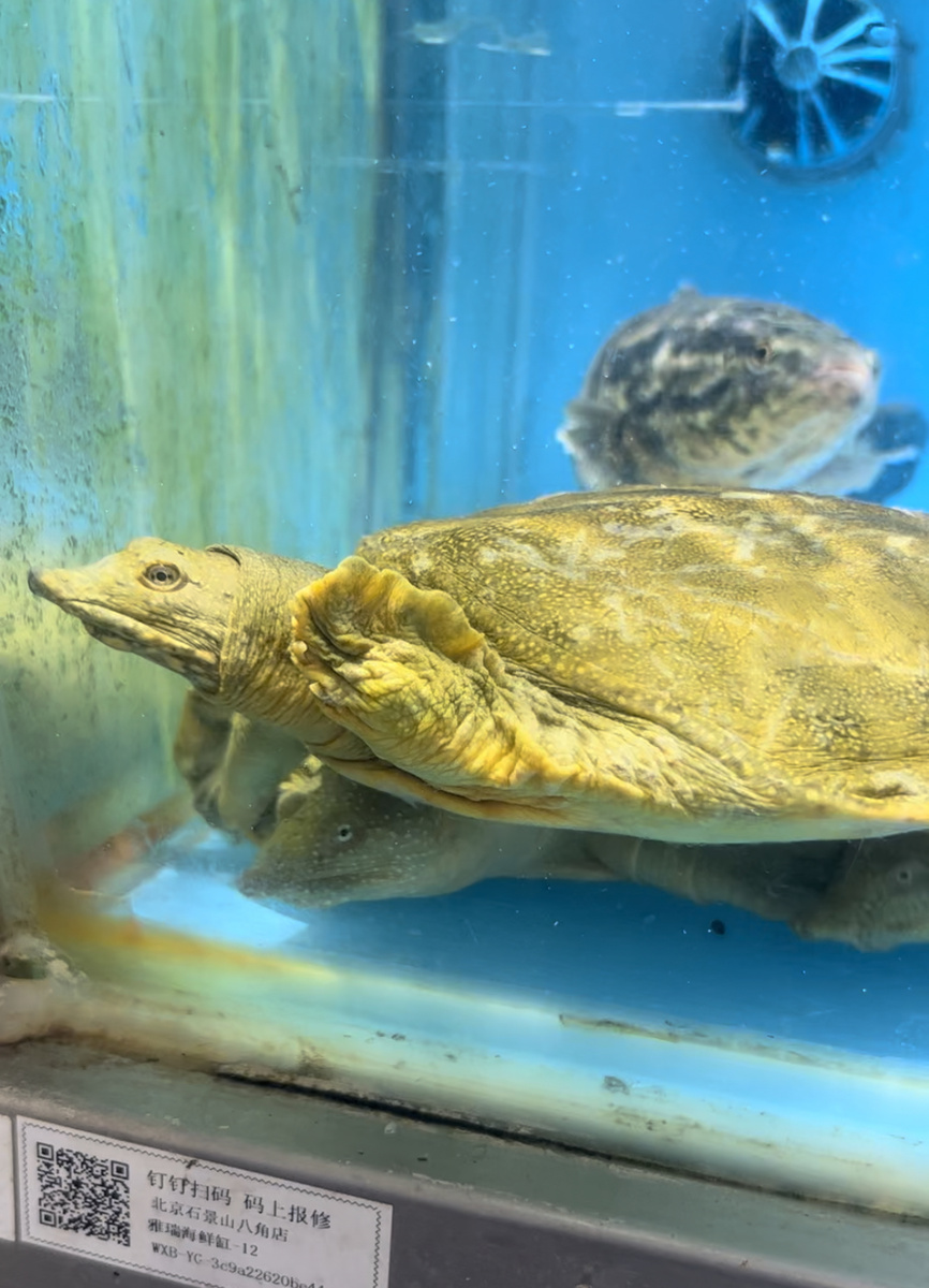 Черепахи продаются в аквариумах в продуктовых магазинах