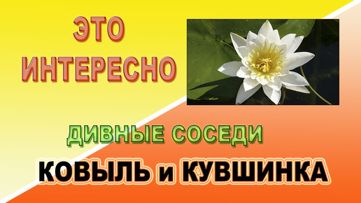 Это интересно. Дивные соседи. Ковыль и кувшинка.