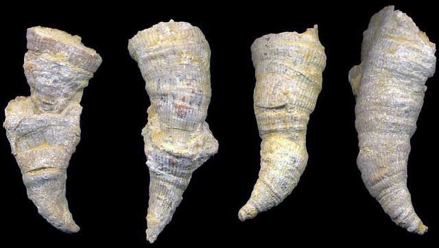 Когти мамонта” — одиночные кораллы псевдобрадифиллум никитини (Pseudobradyphyllum nikitini).